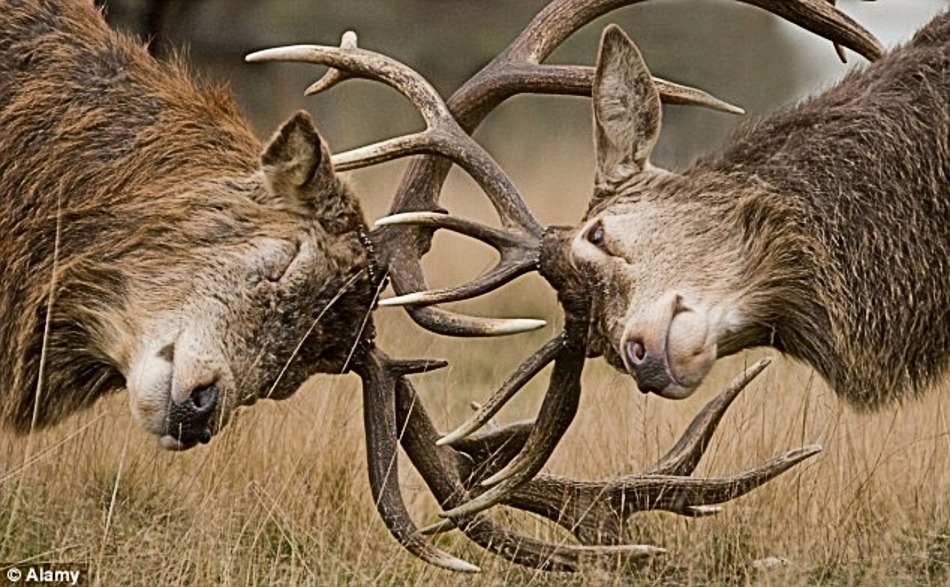 stags (1)