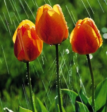 rain tulips x