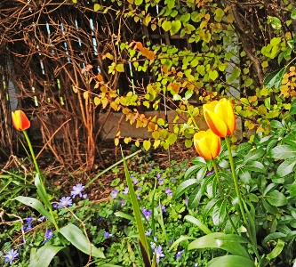 tulips garden